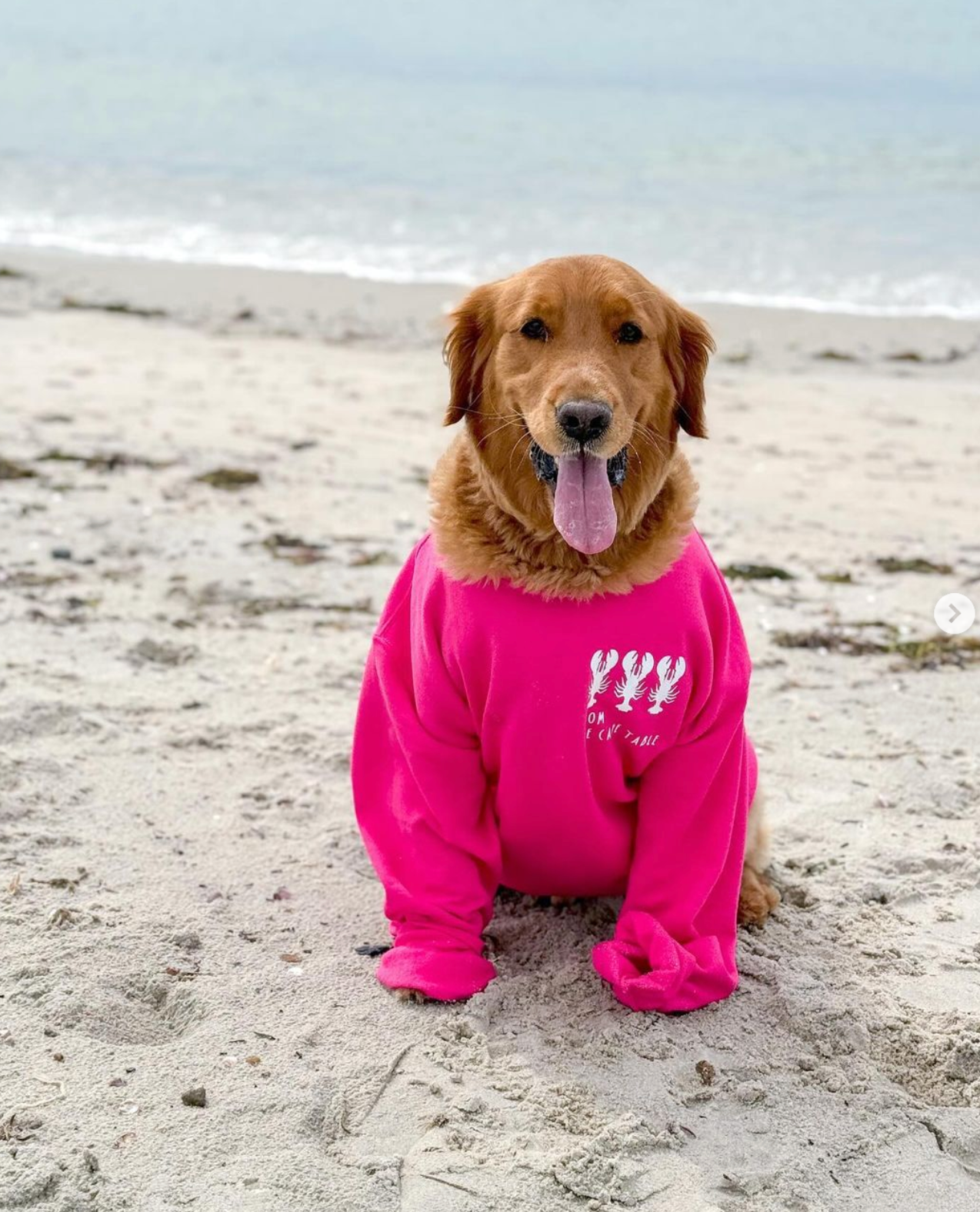 FROM THE CAPE TABLE SWEATSHIRT: HOT PINK